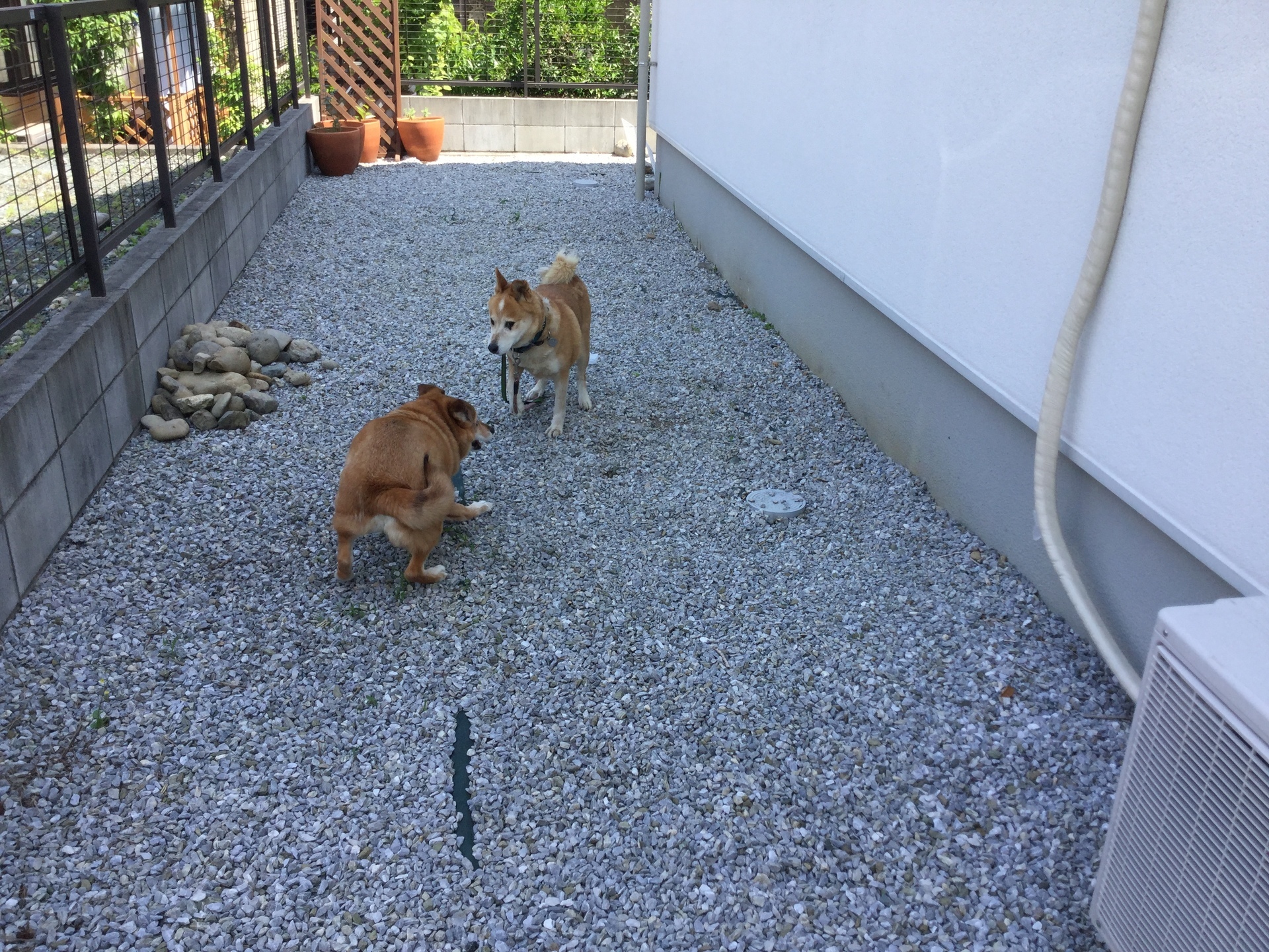 アツコルジヲンの玉手箱